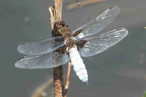 Réf. 258 864 : Libellula depressa